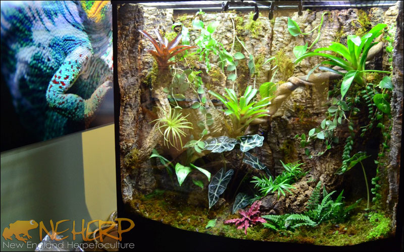 Best way to keep humidity high in bioactive terrariums