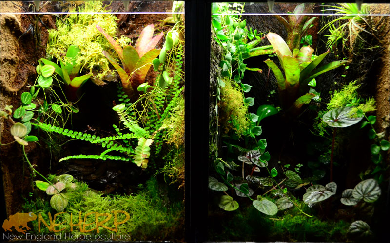 Two Vertically Converted 10G Aquariums