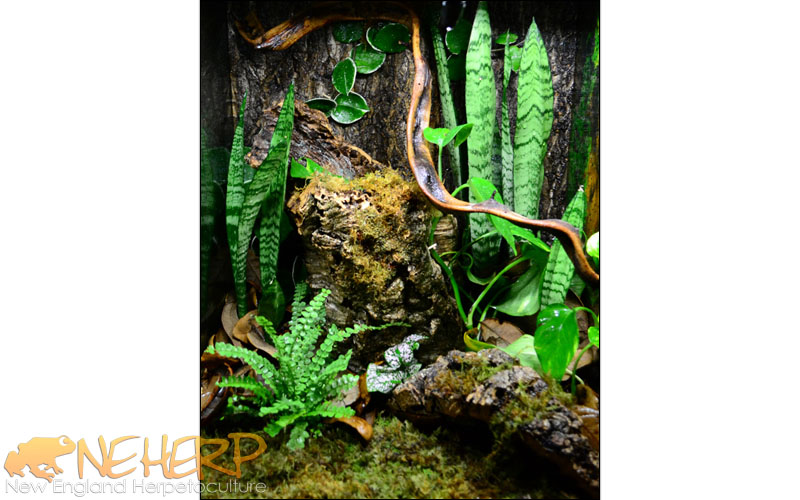Leaf Tail Gecko Vivarium