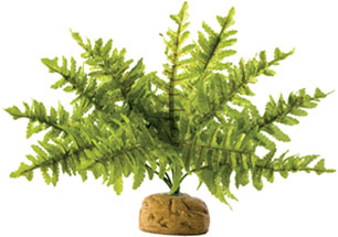 Exo Terra Ground Plant Small Fern