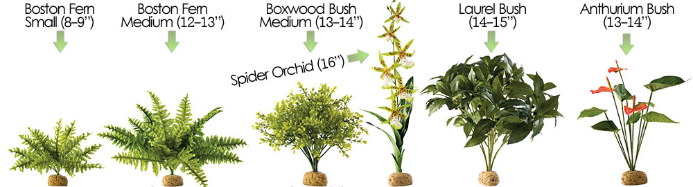 Natural History Museum's Butterfly Rainforest Houses Rare Ghost Orchid