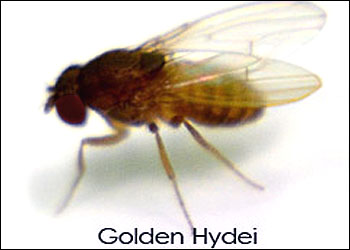 Closeup: D. hydei 'Golden' Fruit Fly