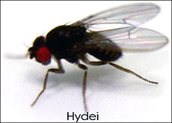 Closeup: D. hydei Fruit Fly