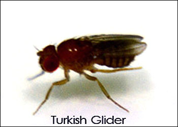Drosophila melanogaster Turkish Glider