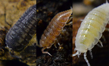 Live Dwarf Tropical Isopods For Sale