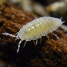 Isopoda Dwarf Sp. 'White'