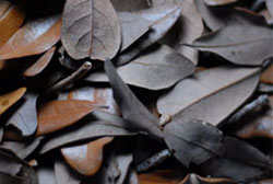 Live Oak Leaf Litter For Bioactive Terrariums