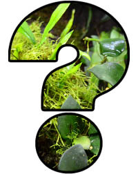 Mystery Item!