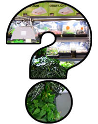 Mystery Item!