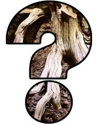 Mystery Item!