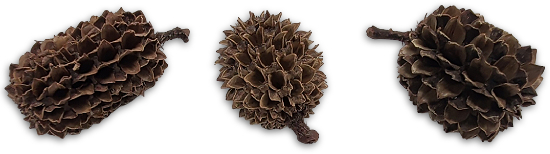 Casorina Pod Botanical Pod For Bioactive Vivariums and Terrariums