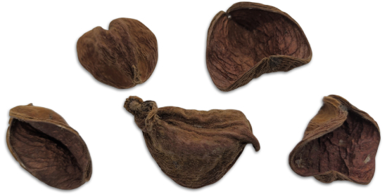 Land Lotus Petal Botanical Pod For Bioactive Vivariums and Terrariums