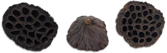 Lotus Pods Botanical Pod For Bioactive Vivariums and Terrariums
