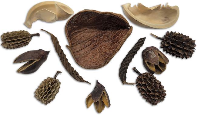 Micro Pod Pack Botanical Assortment For Bioactive Vivariums and Terrariums