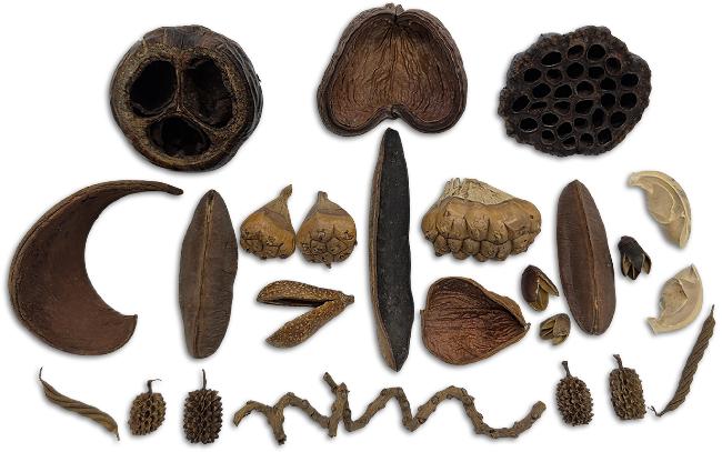 Mixed Pod Pack Botanical Assortment For Bioactive Vivariums and Terrariums