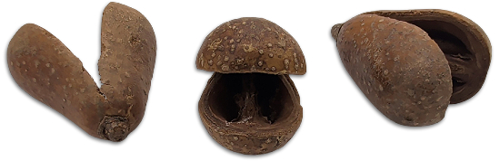 Pear Pods Botanical Pod For Bioactive Vivariums and Terrariums