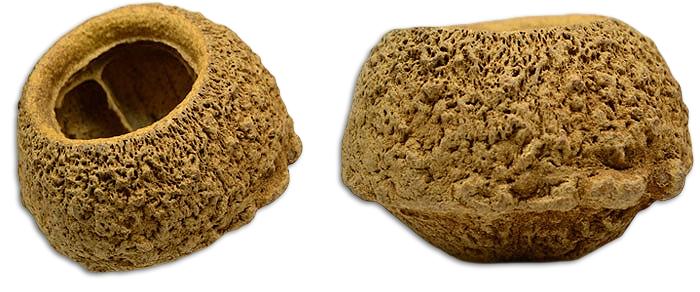 Sapucaia Pods Botanical Pod For Bioactive Vivariums and Terrariums