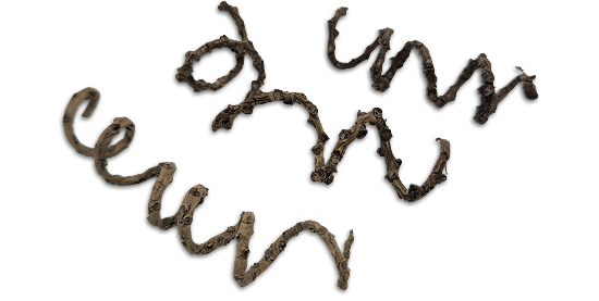 Spring Pod (SM) Botanical Pod For Bioactive Vivariums and Terrariums