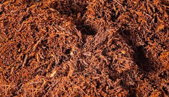 Substrate Ingredient: Tree Fern Fiber