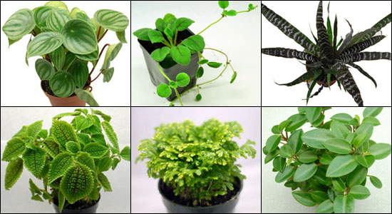 Hand Selected Terrarium Appropriate Tropical Plants For 20H Vert. Bioactive Terrariums