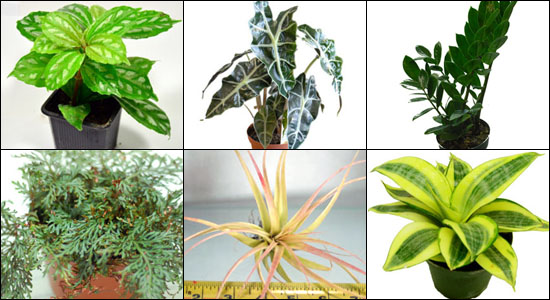 Hand Selected Gecko Safe Tropical Plants For 20H Vert. Bioactive Terrariums