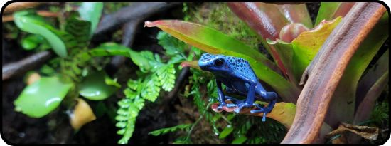 Animal Specific Vivarium Plant Kits