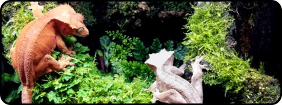 Animal Specific Vivarium Plant Kits