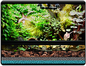 Vivarium Example 1