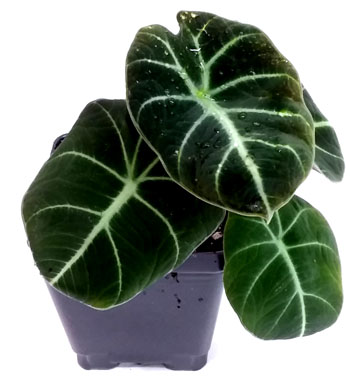 Black Velvet Jewel Alocasia For Terrariums