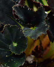 Begonia Black Fancy