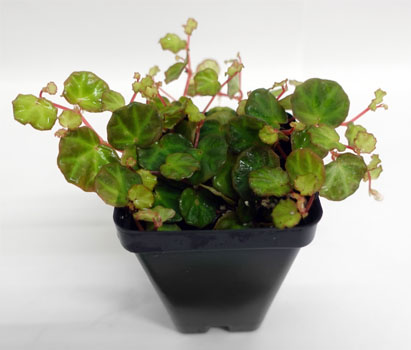 Begonia lichenora For Terrariums, Begonia lichenora Bioactive Terrarium Plant