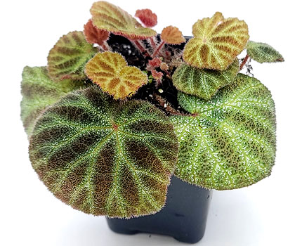 Begonia ningmingensis For Terrariums Bioactive Terrarium Plant