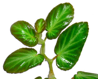Begonia thelmae