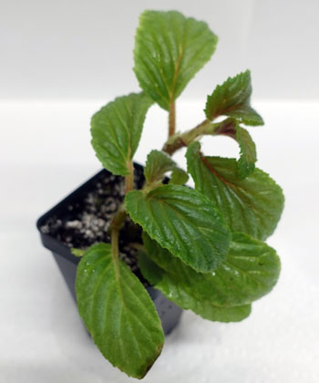 Begonia ulmifolia For Terrariums, Elm Leaf Begonia Bioactive Terrarium Plant