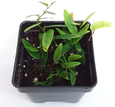 Ficus 'Lance Leaf' For Terrariums, Ficus 'Lance Leaf' Bioactive Terrarium Plant