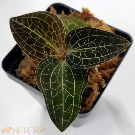 Dossinochilus 'Dream Catcher'