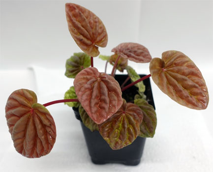 Peperomia caperata 'Schumi Red' For Terrariums, Schumi Red Ripple Peperomia Bioactive Terrarium Plant