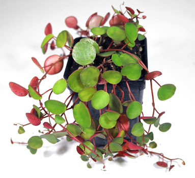 Peperomia 'Ruby Cascade' For Terrariums, Peperomia 'Ruby Cascade' Bioactive Terrarium Plant