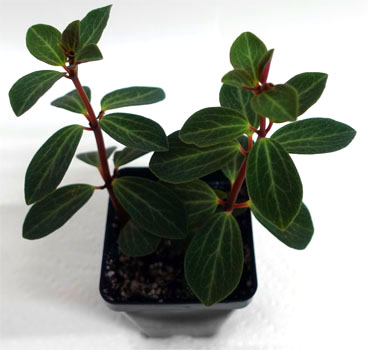 Peperomia verticillata For Terrariums, Red Log Bioactive Terrarium Plant