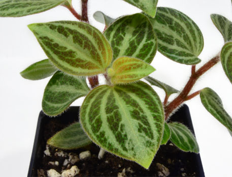 Peperomia villicaulis Terrarium Plant For Sale