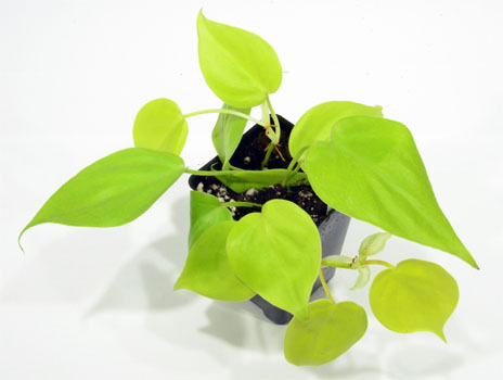 Philodendron neon