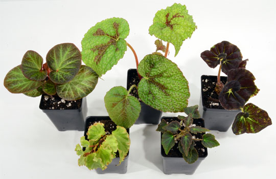 Begonia Terrarium Plant Plant - Best Begonias For Terrariums