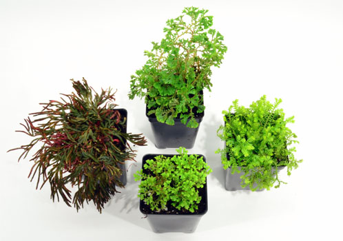 Selaginella Pack For Terrariums - The Best Selaginella Plants For Terrariums