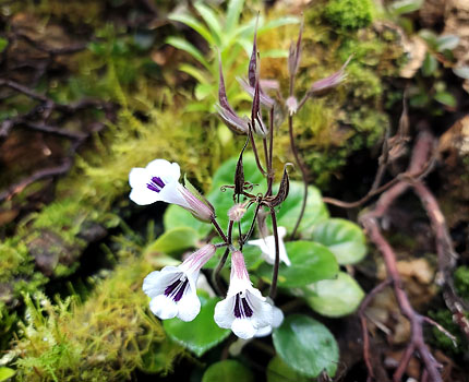 Deinostigma tamiana For Terrariums, Chirita tamiana Bioactive Terrarium Plant