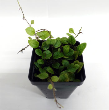 Pyrrosia sp. For Terrariums, Epiphytic Micro Fern Bioactive Terrarium Plant