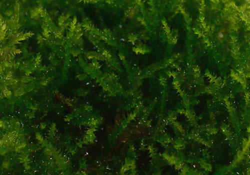 Christmas Moss For Terrariums