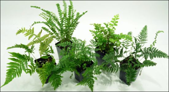 Hand Selected Terrarium Appropriate Ferns For 24x18x24 Bioactive Terrariums