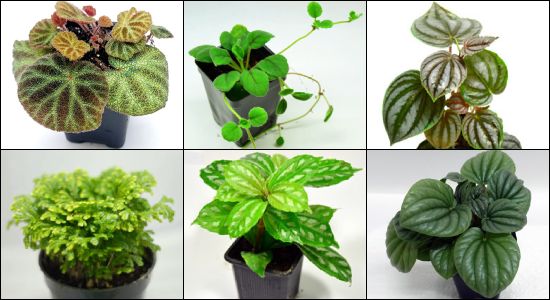 Hand Selected Terrarium Appropriate Tropical Plants For 24x18x24 Bioactive Terrariums