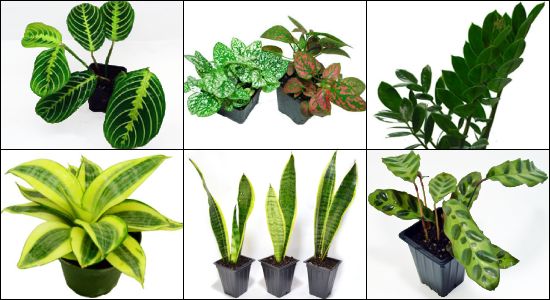 Hand Selected Gecko Safe Tropical Plants For 24x18x24 Bioactive Terrariums