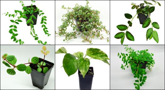 Hand Selected Terrarium Appropriate Vines & Trailing Plants For 24x18x24 Bioactive Terrariums